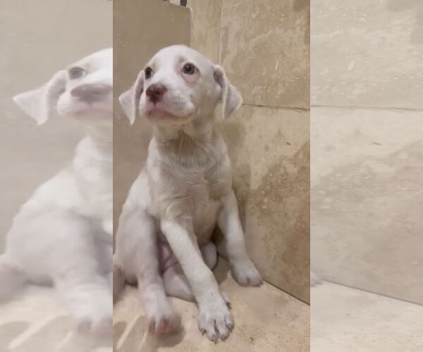 Medium Photo #3 Labrador Retriever-Maremma Sheepdog Mix Puppy For Sale in Virginia Beach, VA, USA