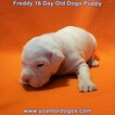 Small Photo #218 Dogo Argentino Puppy For Sale in PINEVILLE, MO, USA