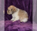 Small Photo #8 Zuchon Puppy For Sale in BLOOMINGTON, IN, USA