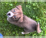 Small #4 Huskies -Jack Russell Terrier Mix