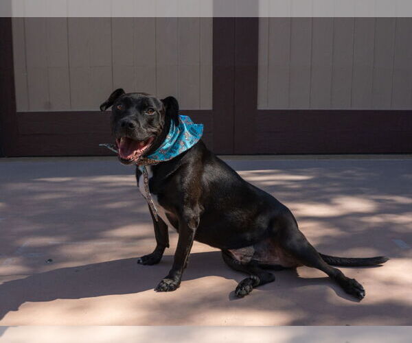 Medium Photo #3 Labrador Retriever-Unknown Mix Puppy For Sale in Lake Forest, CA, USA