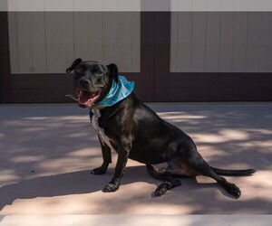Chance (Courtesy Post) - Foster or Adopt Me! - Male Labrador Retriever-Unknown Mix Dog for Adoption - Photo #3