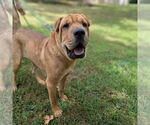Small #3 Chinese Shar-Pei Mix