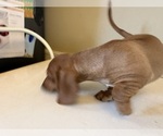 Small Photo #18 Dachshund Puppy For Sale in DOTHAN, AL, USA