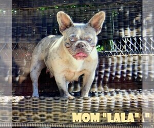 Mother of the French Bulldog puppies born on 07/27/2020
