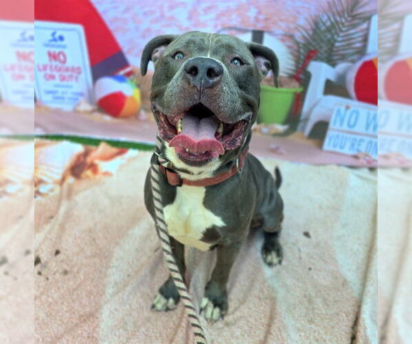 Medium Photo #2 American Pit Bull Terrier Puppy For Sale in Long Beach, CA, USA