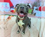 Small #1 American Pit Bull Terrier