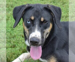 Coonhound-Huskies  Mix Dogs for adoption in Huntley, IL, USA