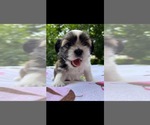 Small Photo #2 Shih Tzu Puppy For Sale in CHESNEE, SC, USA