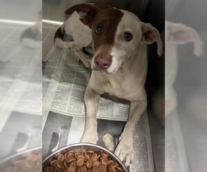 Chihuahua Dogs for adoption in Bakersfield, CA, USA