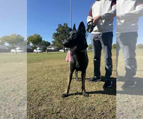 Medium Photo #2 Mutt Puppy For Sale in Imlay City, MI, USA