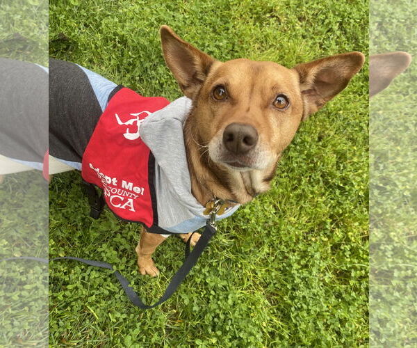 Medium Photo #3 Mutt Puppy For Sale in Davis, CA, USA