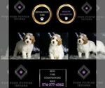 Small #5 Goldendoodle (Miniature)