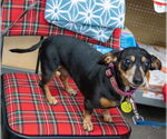 Small #51 Dachshund Mix