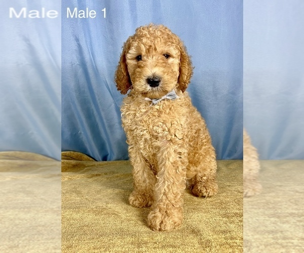Medium Photo #2 Goldendoodle Puppy For Sale in OCALA, FL, USA