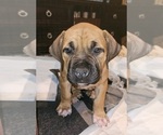 Puppy Liezel Boerboel