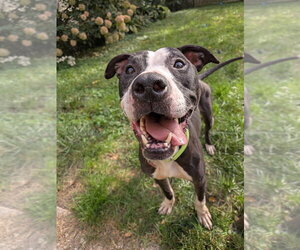 Simon - Male Mutt Dog for Adoption - Photo #2
