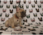 Small Photo #75 French Bulldog Puppy For Sale in TACOMA, WA, USA