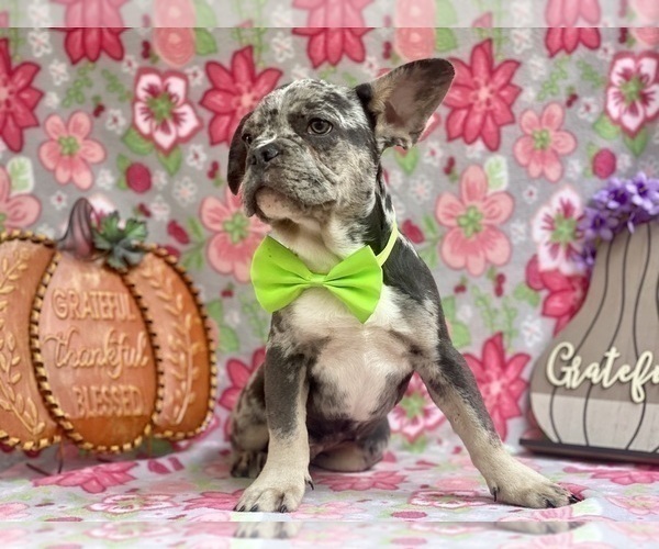 Medium Photo #4 French Bulldog Puppy For Sale in LANCASTER, PA, USA