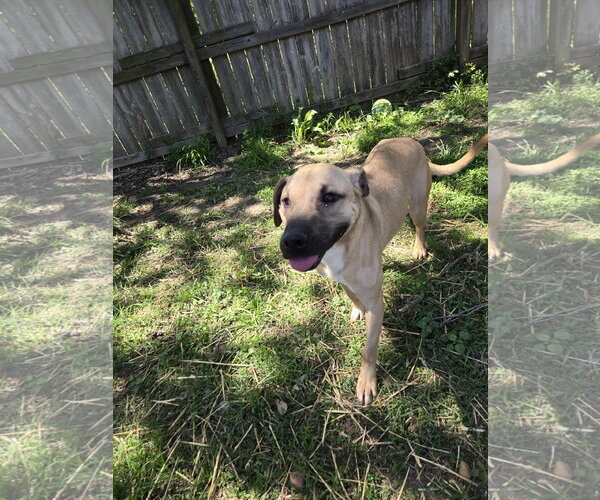 Medium Photo #6 Black Mouth Cur-Unknown Mix Puppy For Sale in Jackson, MS, USA