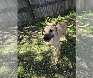 Keone - Male Black Mouth Cur-Unknown Mix Dog for Adoption - Photo #6