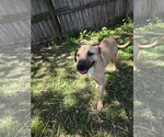 Small Photo #6 Black Mouth Cur-Unknown Mix Puppy For Sale in Jackson, MS, USA