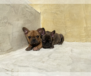 French Bulldog Puppy for sale in MORENO VALLEY, CA, USA