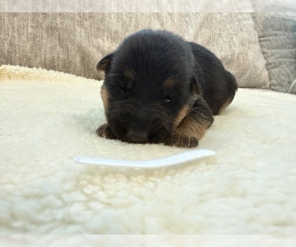 Medium Photo #2 German Shepherd Dog Puppy For Sale in BATTLE GROUND, WA, USA