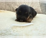 Litter of 8 - Male(s) and Female(s) German Shepherd DogLitter of Puppies for Sale - Photo #2