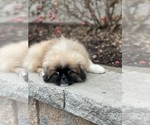 Small Photo #3 Pekingese Puppy For Sale in CANOGA, NY, USA