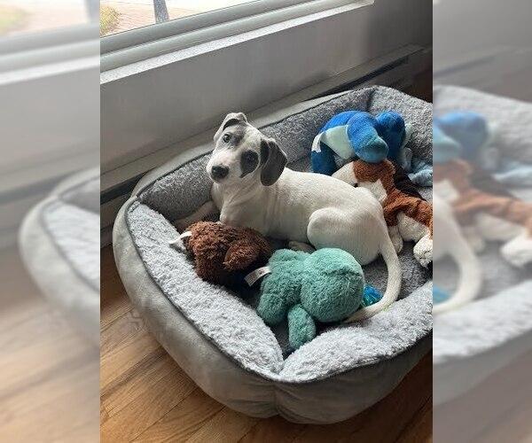 Medium Photo #7 American Pit Bull Terrier-Dachshund Mix Puppy For Sale in Lakewood, CO, USA