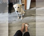 Small #2 Labrador Retriever Mix