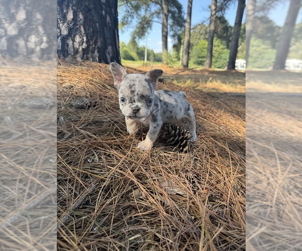 Medium Photo #8 French Bulldog Puppy For Sale in HOPE MILLS, NC, USA