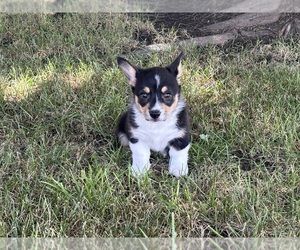 Pembroke Welsh Corgi Puppy for sale in PLAINFIELD, IN, USA