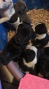 Small Photo #6 Great Dane-Unknown Mix Puppy For Sale in FONTANA, CA, USA