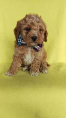 Poodle (Toy) Puppy for sale in HONEY BROOK, PA, USA