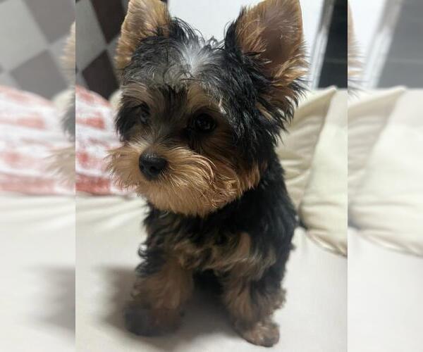 Medium Photo #1 Yorkshire Terrier Puppy For Sale in GLOUCESTER, MA, USA