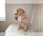 Small #2 Poodle (Toy)