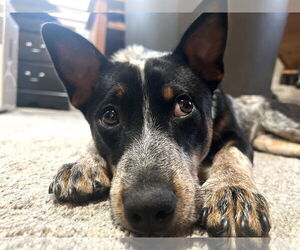 Mutt Dogs for adoption in Garden City, NY, USA