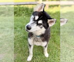 Small Photo #2 Siberian Husky Puppy For Sale in Manahawkin, NJ, USA