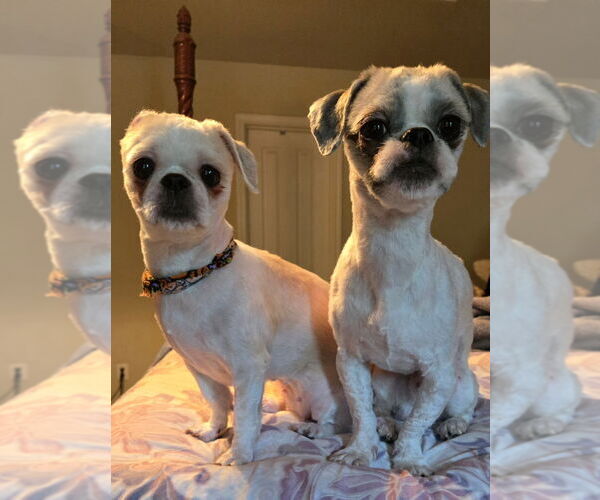 Medium Photo #2 Shih Tzu Puppy For Sale in San Antonio, TX, USA