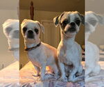Small #1 Shih Tzu