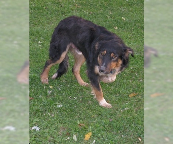 Medium Photo #1 Border Collie-English Shepherd Mix Puppy For Sale in FREDERICKSBRG, PA, USA