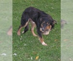 Small Photo #1 Border Collie-English Shepherd Mix Puppy For Sale in FREDERICKSBRG, PA, USA