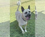 Small Photo #2 Mutt Puppy For Sale in Virginia Beach, VA, USA