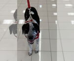 Small #13 Mutt
