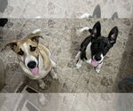 Small #5 Huskies -Labrador Retriever Mix