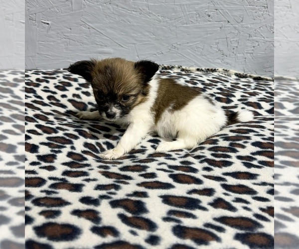 Medium Photo #1 Papillon Puppy For Sale in BELTON, MO, USA