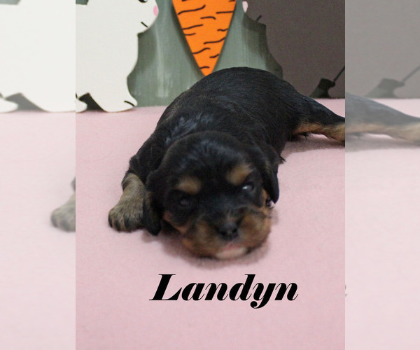 Medium Photo #9 Cavalier King Charles Spaniel Puppy For Sale in CHANUTE, KS, USA