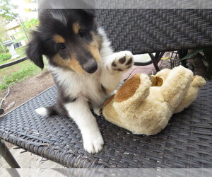 Collie Puppy for sale in PALM BAY, FL, USA